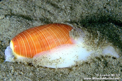Mollusco gasteropode (Scaphander lignarius)
