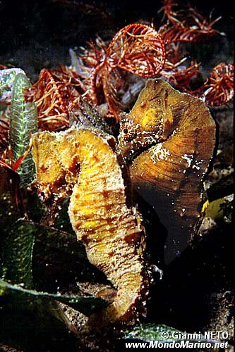 Cavalluccio marino (Hippocampus hippocampus)