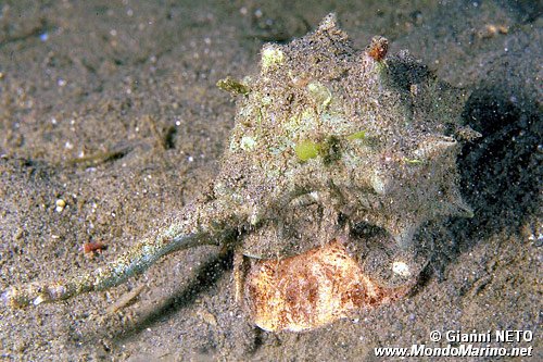 Murice spinoso (Bolinus brandaris)