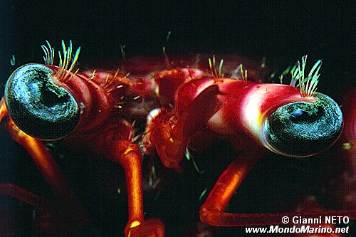 Paguro (Dardanus calidus)