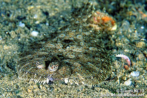 Rombo di rena (Bothus podas)