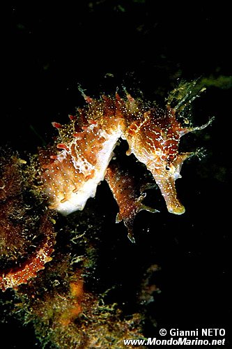 Cavalluccio marino (Hippocampus guttulatus)