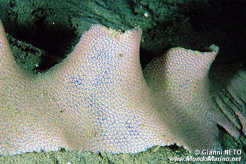 Mollusco gasteropode (Tonna galea)