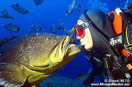 Cernia bruna (Epinephelus marginatus)
