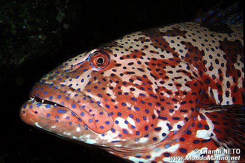 Cernia tropicale maculata (Plectropomus pessuliferus)
