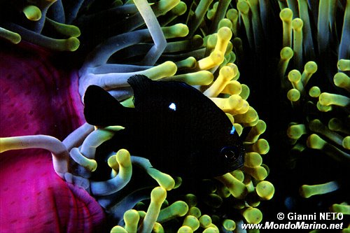 Dascillus nero (Dascyllus trimaculatus)