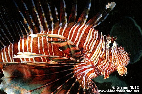Pesce cobra (Pterois miles)
