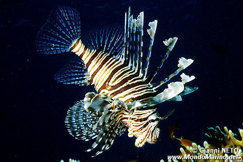 Pesce cobra (Pterois miles)