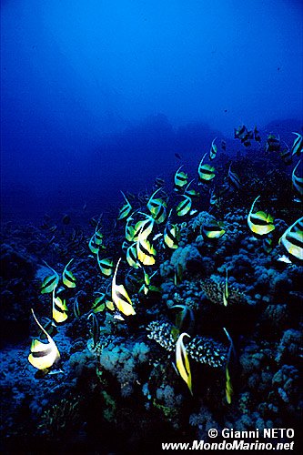 Pesce farfalla virgola (Heniochus intermedius)