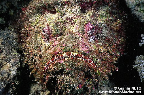 Pesce pietra (Synanceia verrucosa)