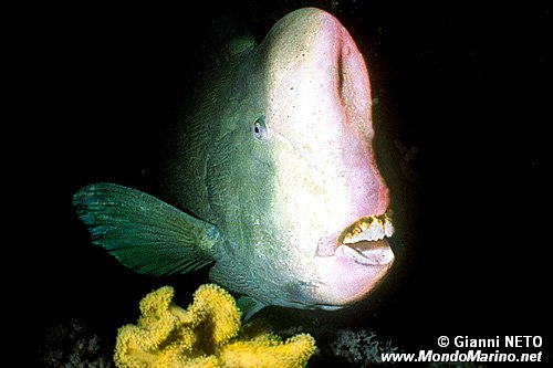 Pesce pappagallo gigante (Bolbometopon muricatum)