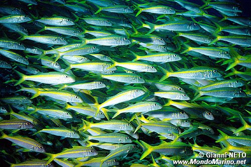 Triglia pinna gialla (Mulloidichthys vanicolensis)