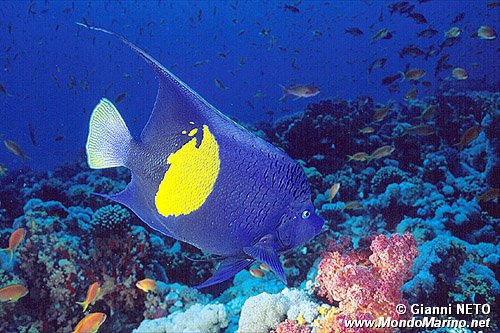 Pesce angelo maculato (Pomacanthus maculosus)