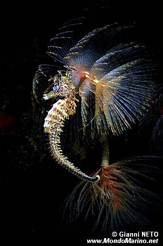 Cavalluccio marino (Hippocampus guttulatus)