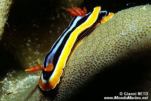 Nudibranchio pigiama (Chromodoris quadricolor)