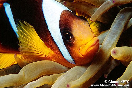 Pesce pagliaccio (Amphiprion bicinctus)