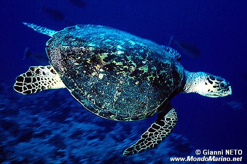 Tartaruga (Eretmochelys imbricata)