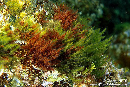 Alga rossa (Laurencia hybrida)