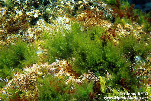 Alga rossa (Laurencia hybrida)