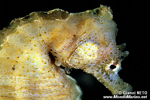 Cavalluccio marino (Hippocampus hippocampus)