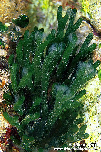 Alga a candelabro verde (Codium fragile)