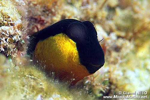 Bavosa gota gialla (Lipophrys canevae)