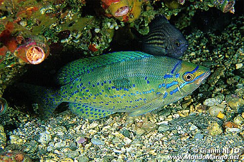 Menola (Spicara maena)