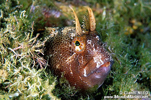 Bavosa cornuta (Parablennius tentacularis)