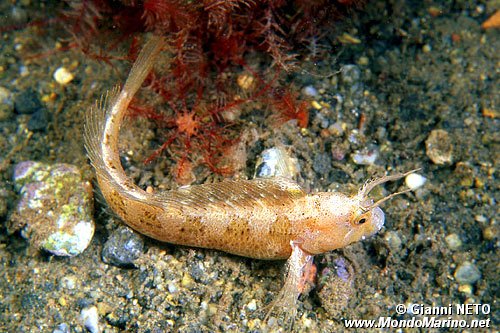 Bavosa cornuta (Parablennius tentacularis)