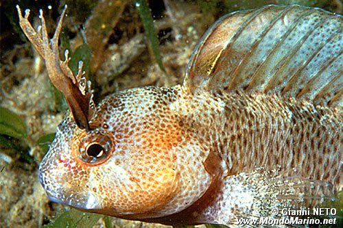 Bavosa cornuta (Parablennius tentacularis)