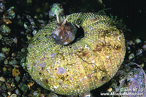 Bavosa cornuta (Parablennius tentacularis)