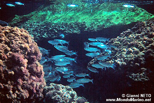 Cefalo (Mugil cephalus)