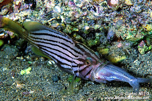 Cernia dorata (Epinephelus costae)