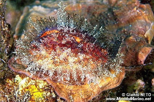 Ciprea  mediterranea (Erosaria spurca)