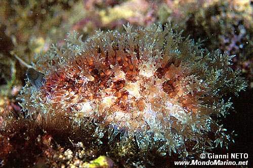 Ciprea  mediterranea (Erosaria spurca)