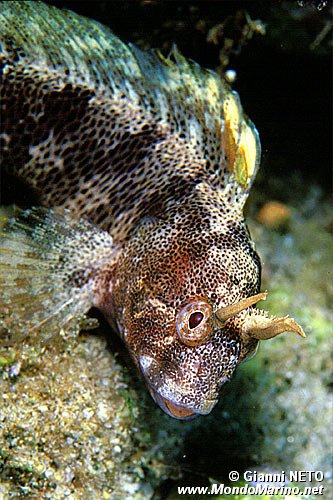 Bavosa cornuta (Parablennius tentacularis)