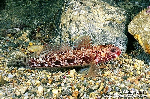Ghiozzo boccarossa (Gobius cruentatus)