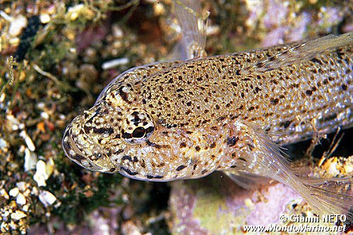 Ghiozzo rasposo (Gobius bucchichi)