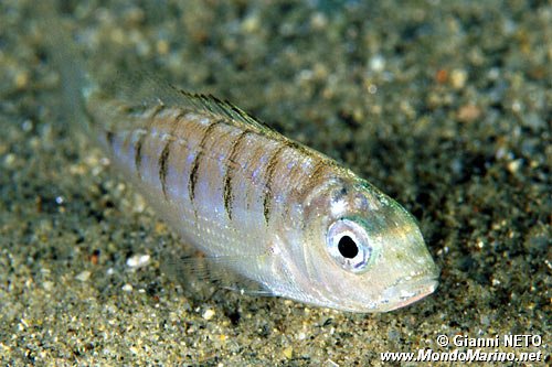 Mormora (Lithognathus mormyrus)
