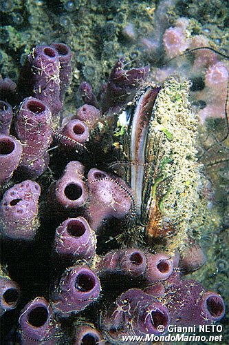 Ostrica comune (Ostrea edulis)