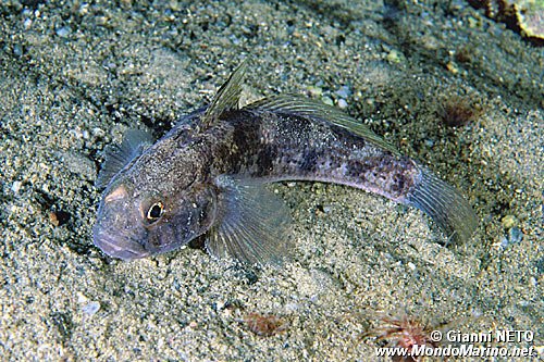 Ghiozzo nero (Gobius niger)