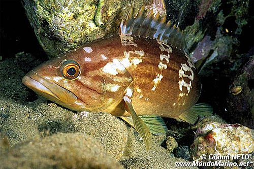 Cernia dorata (Epinephelus costae)
