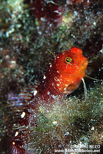 Bavosa cervina (Parablennius zvonimiri)