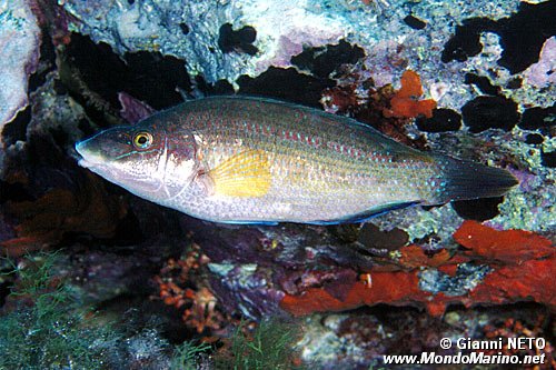 Tordo pavone (Symphodus tinca)