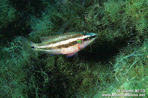 Tordo ocellato (Symphodus ocellatus)