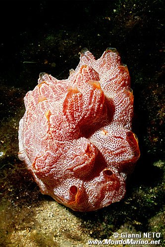 Tunicato (Aplidium nordmani)