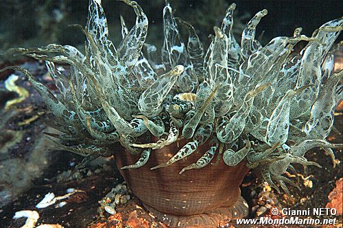 Anemone bruno (Aiptasia mutabilis)