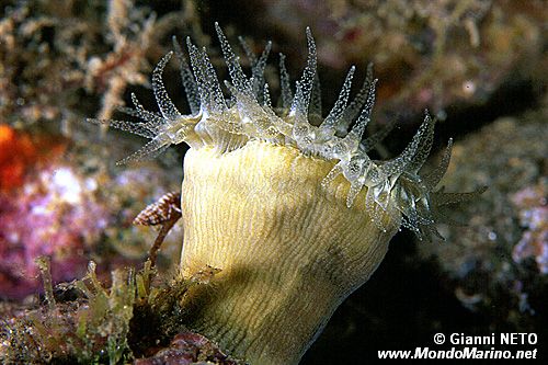 Madrepora solitaria (Balanophyllia europaea)