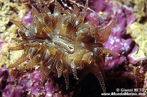 Madrepora solitaria (Balanophyllia europaea)