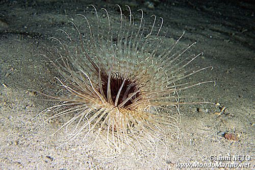 Cerianto (Cerianthus solitarius)